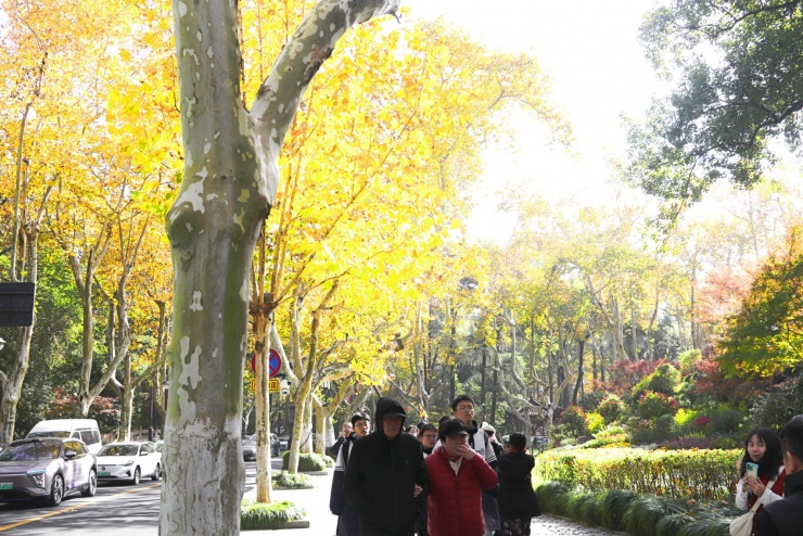 Ngô đồng chuyển sắc lá khiến lòng người lữ khách bâng khuâng.