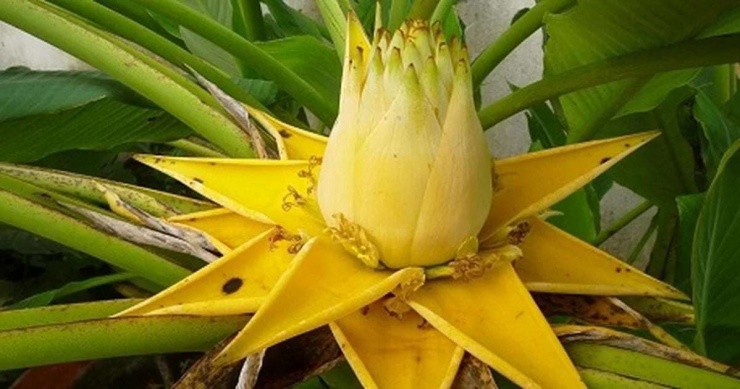 Khi hoa nở sẽ có hạt ở bên trong. Hạt này có thể dùng để ươm trồng lên một cây con khác