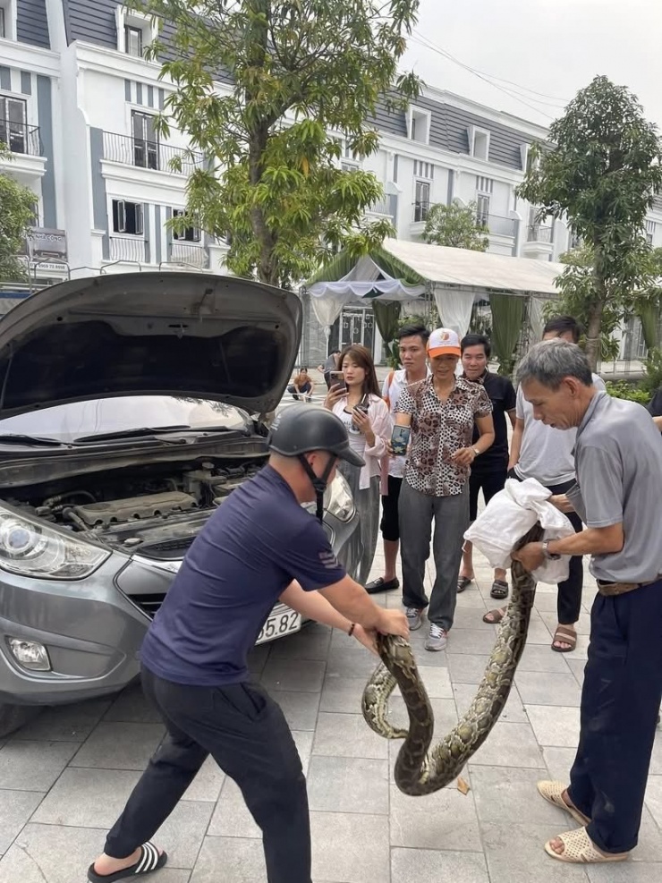 Người dân cố gắng cho trăn vào bao tải trước khi giao lại cho lực lượng chức năng. 