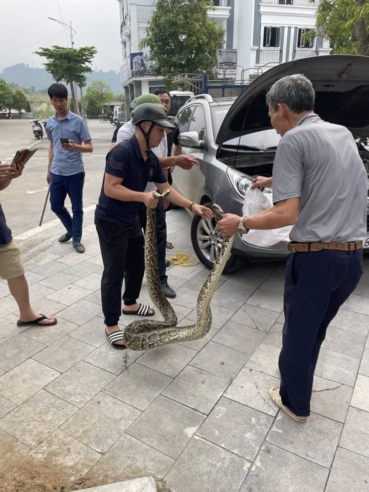 Giải cứu thành công chú trăn ra khỏi xe. 