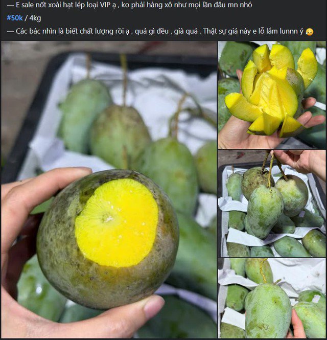 Xoài hạt lép đang ở thời điểm chính vụ, mã quả càng rám càng già, ruột vàng và hương vị rất thơm ngon.