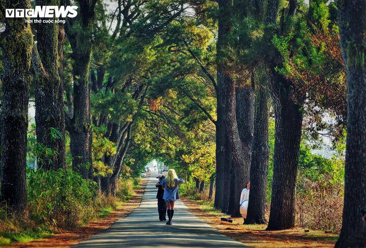 Khi bình minh lên, nắng xuyên hàng thông tạo nên những mảng sáng tối, những luồng sáng cực đẹp khiến không gian bình yên, mơ mộng.