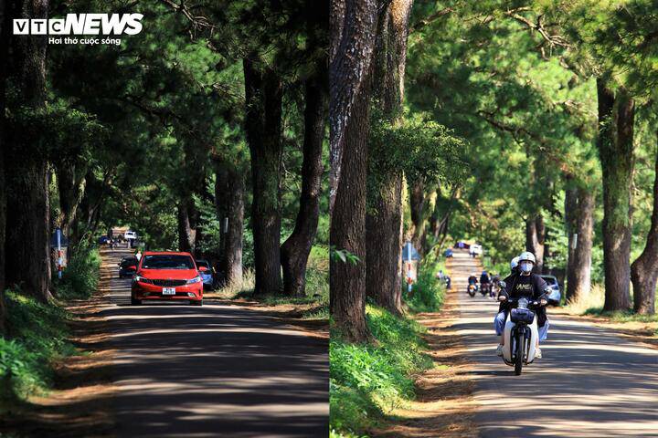 Khi nắng lên cao, màu xanh của lá thông tạo nên một sự tươi mát lấn át cái nóng đặc trưng của vùng đất Tây Nguyên.