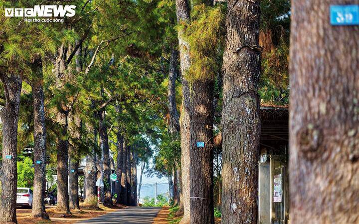 “Qua một thế kỷ hình thành, hàng thông đã trở thành hàng cây di sản, có công sức kiến tạo của nhiều lớp người, tạo nên thắng cảnh thu hút rất đông du khách. Hàng cây giờ đây không còn là tài sản của Công ty mà là tài sản chung của du lịch Gia Lai, cần được mọi người chung tay bảo vệ”, lãnh đạo Công ty cổ phần Chè Biển Hồ chia sẻ.