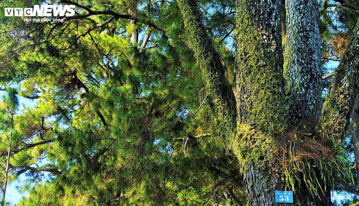 Tuy nhiên, sức hút của hàng thông không chỉ nằm ở không gian lãng mạng, ở những bức ảnh "sống ảo" mà còn ở giá trị lịch sử với tuổi đời trăm năm. Toàn bộ những gốc thông đều được phủ lớp rêu xanh, minh chứng trường tồn với thời gian.