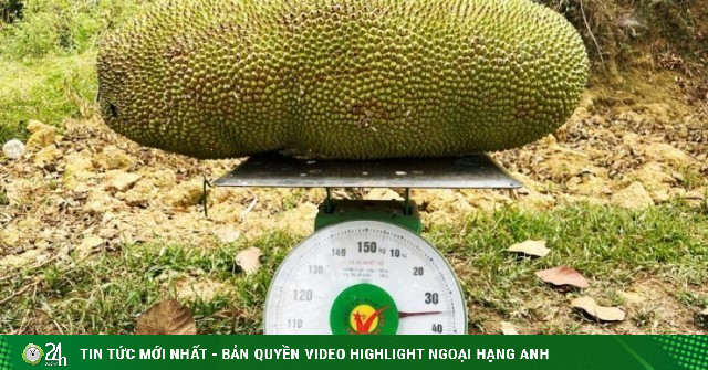 Giống mít “lạ” ở Điện Biên là loại mít gì mà có quả nặng gần nửa tạ, đếm tiền triệu/cây sau mỗi mùa trái ngọt?