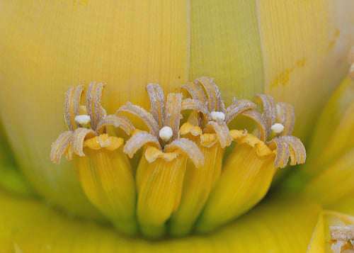 Cây cảnh chuối tài lộc còn có tên gọi khác là cây chuối cảnh hay chuối hoa sen