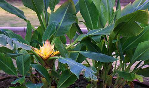 Cây cảnh chuối tài lộc rất dễ trồng và dễ sống, có thể sống tươi tốt quanh năm