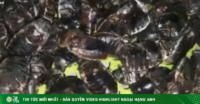 Chỉ xuất hiện 30 phút chập tối, con “nhìn nổi da gà” lại bán chạy bất ngờ