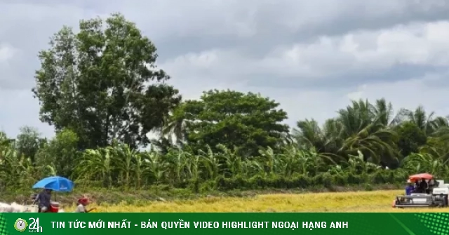 'Giải cứu' lúa: Gọi 20 doanh nghiệp may ra có 10 nơi nghe máy