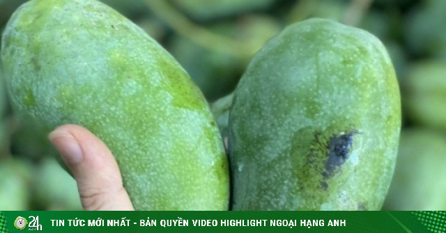 Xoài hạt lép “làm mưa làm gió”, tiểu thương tiết lộ lý do hàng về tới đâu hết tới đó