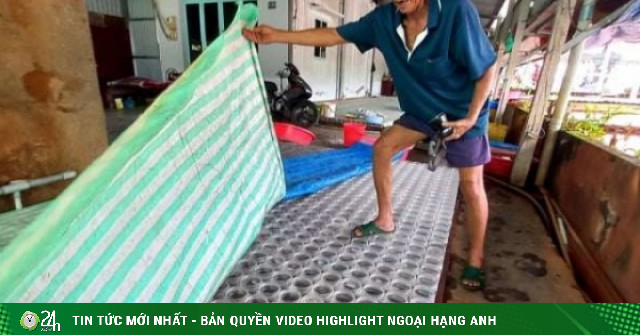 Nuôi loài cá cảnh được ưa chuộng nhất thế giới, nhiều nông dân TP.HCM đổi vận