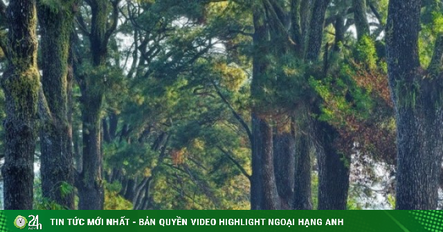 Hàng thông trăm tuổi đẹp như 'bước ra từ phim Hàn Quốc' tại Gia Lai