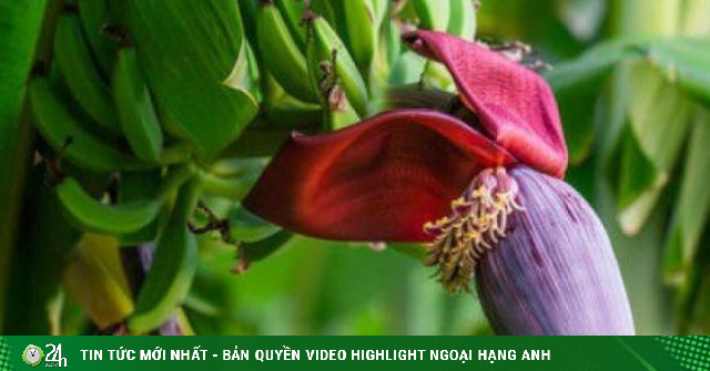 7 lý do nên ăn hoa chuối