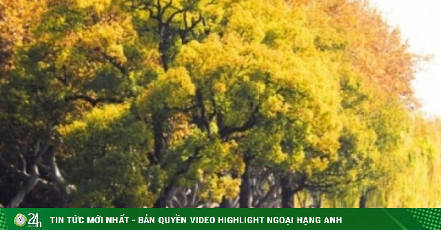 Nắm tay nhau giữa hàng cây ngô đồng ở Hàng Châu