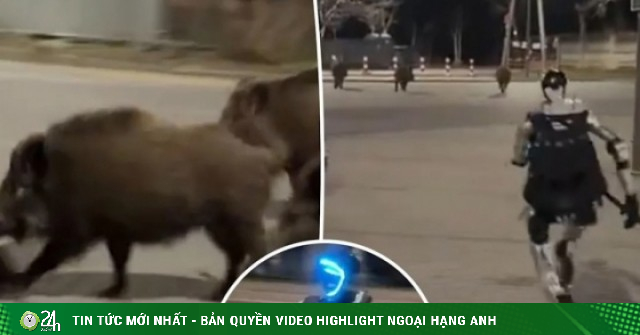 Clip robot hình người truy đuổi đàn lợn rừng gây bão mạng xã hội