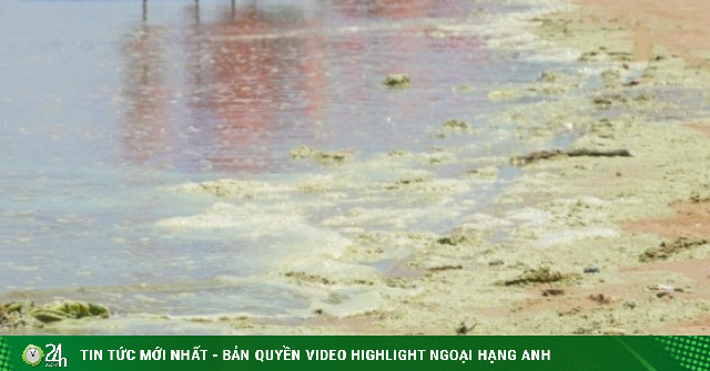 Lộ diện 'thủ phạm' khiến nước biển Bãi Sau Vũng Tàu xanh như matcha