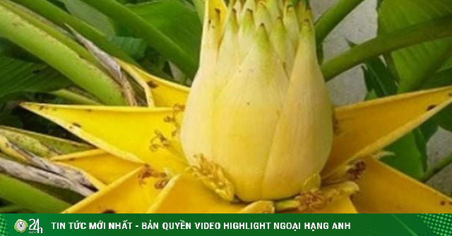 Chuối lạ chỉ ra hoa vàng, dân buôn cây cảnh rao bán như “bùa tài lộc” hút khách