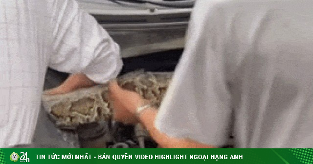 Lào Cai: Chủ xe Hyundai Tucson kinh hãi phát hiện trăn khổng lồ trong khoang máy