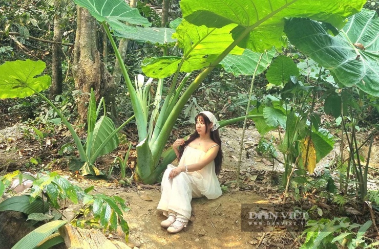 Đứng dưới tán cây gì khổng lồ mà như "lạc vào xứ sở thần tiên" giữa rừng già Cúc Phương ở Ninh Bình? - 3
