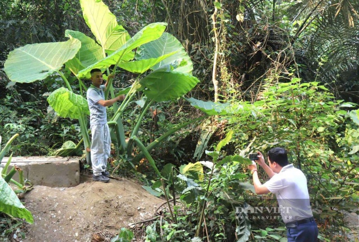 Vũ Thượng