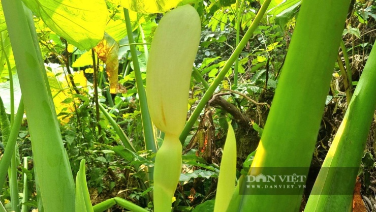 Vũ Thượng