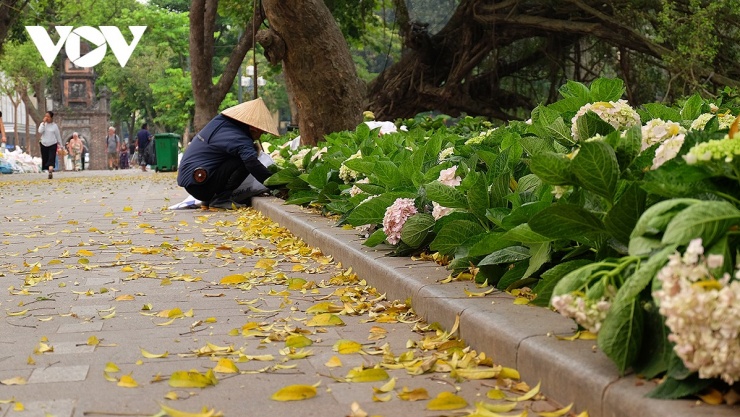 Hàng năm cứ vào độ tháng 4, những hàng cây sấu bắt đầu rụng lá, phủ kín trên vỉa hè, lòng đường.