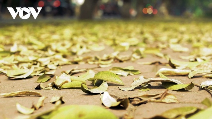 Thi thoảng, theo cơn gió lùa, từng đợt lá ào ào trút xuống, bay múa trên phố, tạo nên những khoảnh khắc lãng mạn nhẹ nhàng, rất riêng có của Hà Nội.