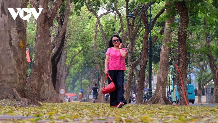 Nhiều người đi đường bắt gặp khoảnh khắc đẹp cũng dừng lại, dùng điện thoại ghi lại cho mình những khoảnh khắc đáng nhớ mùa sấu rụng lá.