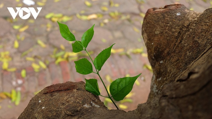 Hà Nội bỗng hóa nên thơ, dịu dàng đến lạ.