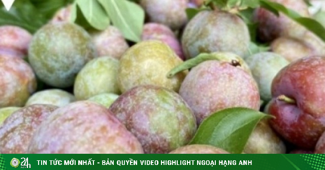 Mận hậu đầu mùa giá “chát” vẫn hút khách