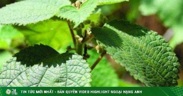 Loại cây dại mọc đầy bờ rào giờ vừa làm bánh, vừa làm sợi dệt, nông dân đổi đời nhờ trồng 1 lần thu hoạch cả năm