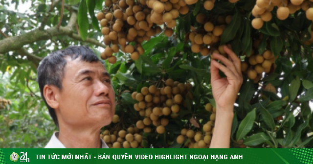 Một "ông phù thủy" ở Hải Dương, nay là Hải Phòng "phù phép" kiểu gì khiến cây nhãn ra quả quanh năm, cả làng phục lăn?