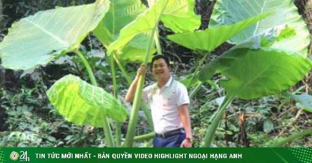 Đứng dưới tán cây gì khổng lồ mà như "lạc vào xứ sở thần tiên" giữa rừng già Cúc Phương ở Ninh Bình?