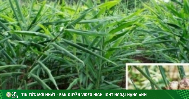 Cây thuốc bổ chẳng kém nhân sâm tổ yến, nhiều người dùng mỗi ngày mà không hay