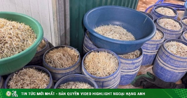 Khởi tố 2 chủ cơ sở sản xuất hơn 160 tấn giá đỗ chứa chất gây ung thư