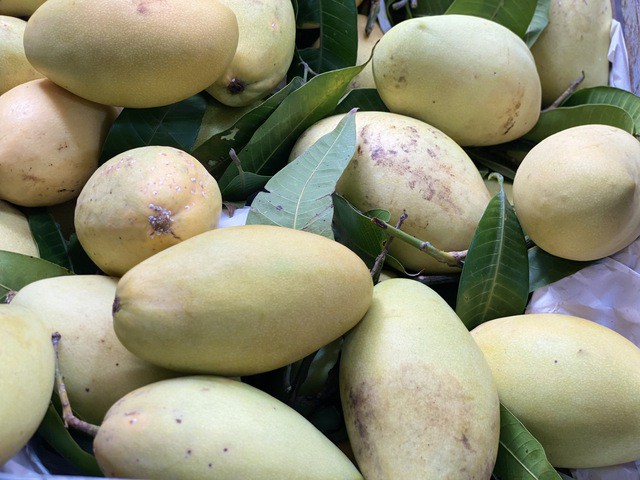 Vào những thời điểm xoài chín rộ, giá loại quả này tương đối rẻ, chỉ khoảng hơn chục nghìn đồng/kg.