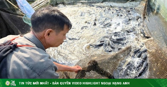 Dân nơi này ở Nghệ An nuôi cá gì to bự, chỉ gặm cỏ, nhai cây chuối, hễ nói bán là hết cả đàn luôn