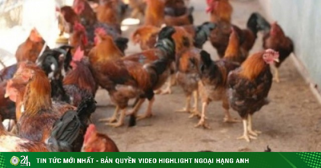 Vì sao gà trống thiến giá cao vẫn bán hết veo?