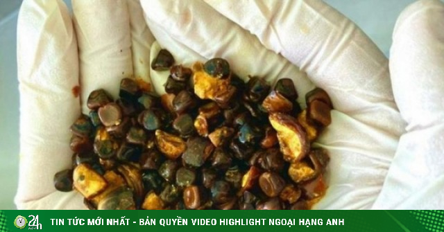 Kỳ lạ thứ thừa ra trong bụng con bò lại được định giá đắt hơn cả vàng