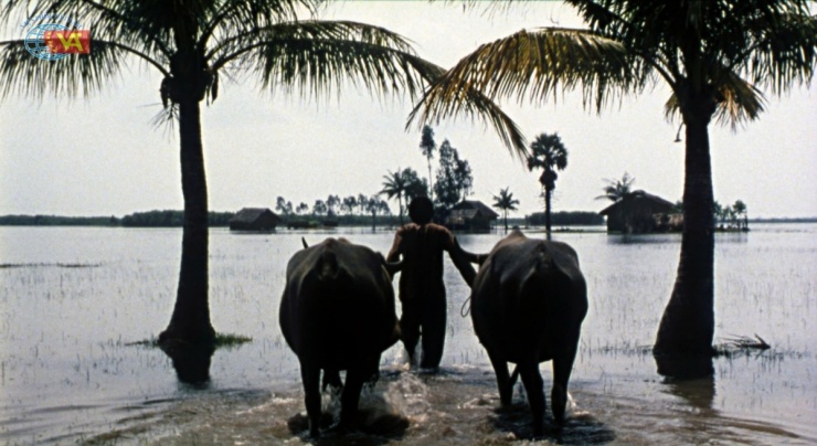 Đóng phim cùng… 300 con trâu, dàn sao Việt kể chuyện “dở khóc dở cười” - 2