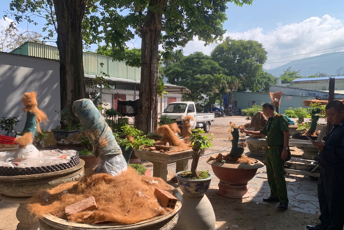 Các gốc mai vàng trong vụ việc.