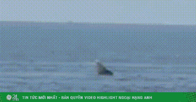 Clip: Khoảnh khắc cá voi 'lả lướt' trên vùng biển Lâm Đồng