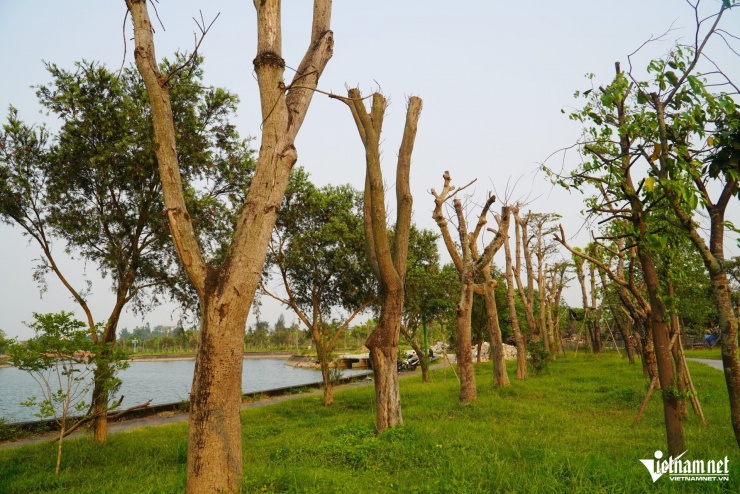 Dãy cây được trồng thẳng hàng, không giống như cây "gửi tạm".