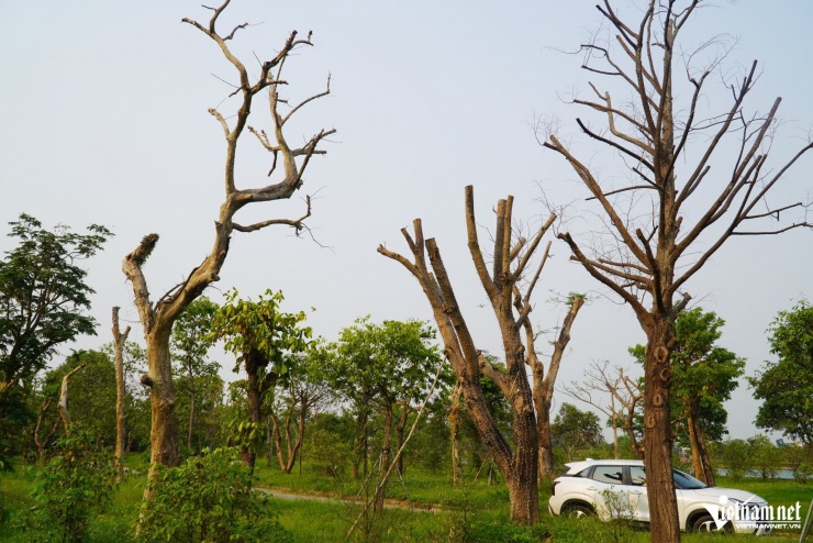Cây chết xuất hiện rải rác trong công viên.