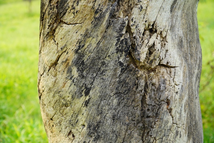 Hàng loạt cây xanh chết khô ở công viên trung tâm - 6