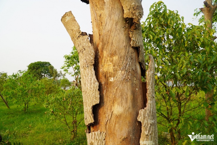 Thân cây lớn bị khô, vỏ cây mục rỗng, bong tróc.