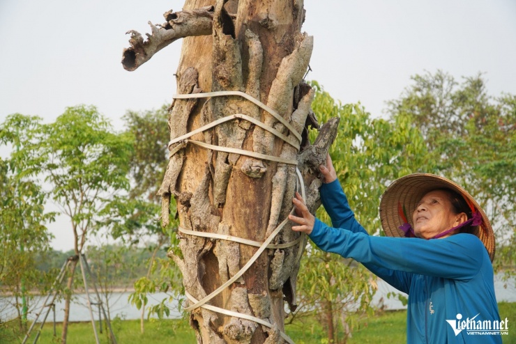 Hàng loạt cây xanh chết khô ở công viên trung tâm - 11