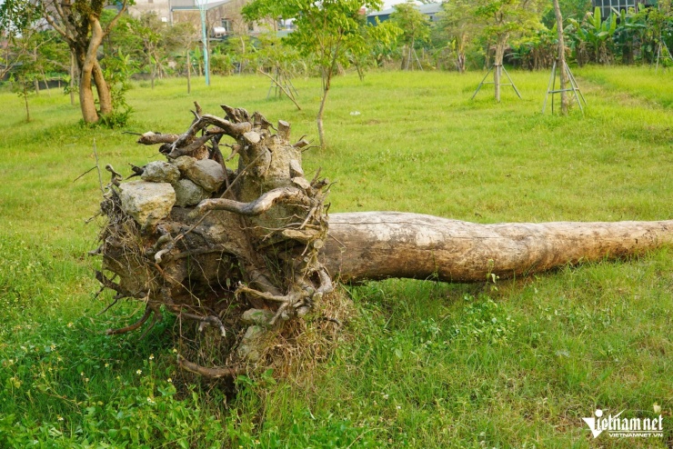 Một số cây bị bật gốc.