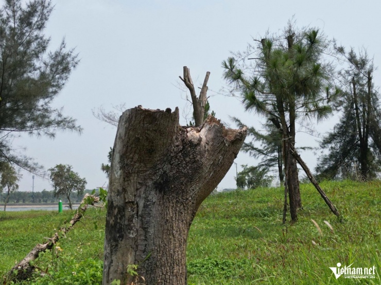 Có cây đã gãy ngọn.